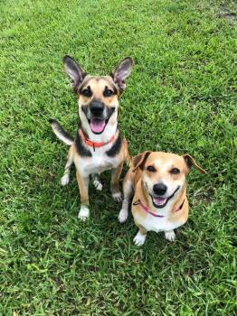 Jesse -  Corgi and German Shepherd Dog Dog for Adoption in West Palm Beach, Florida - Jesse | PetCurious