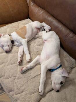 Pit Bull Terrier Dogs Available for Adoption - Tails | PetCurious
