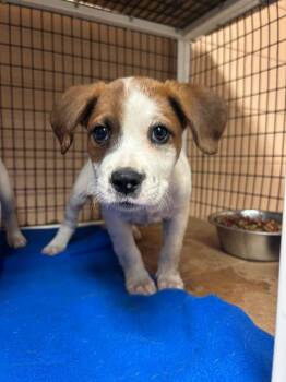 Amora -  Hound Dog for Adoption in Gautier, Mississippi - Amora | PetCurious