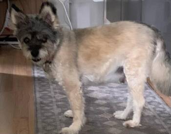 Wookie -  Miniature Schnauzer Dog for Adoption in Owen Sound, Ontario - Wookie | PetCurious