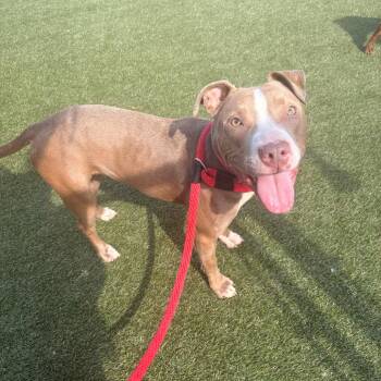 Levine -  Mixed Breed Dog for Adoption in Philadelphia, Pennsylvania - Levine | PetCurious