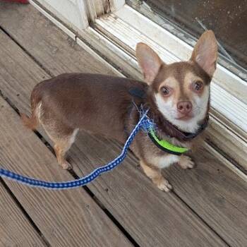 Rescue Chihuahua Dogs for Adoption in Romeoville, Illinois - Guy Smiley | PetCurious