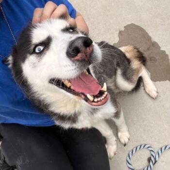 Siberian Husky Dogs Available for Adoption in Matteson, Illinois - L.A. | PetCurious