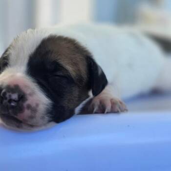 Odie -  Pit Bull Terrier and Mixed Breed Dog for Adoption in Chapel Hill, North Carolina - Odie | PetCurious