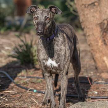 Agatha -  Greyhound Dog for Adoption in Livonia, Michigan - Agatha | PetCurious