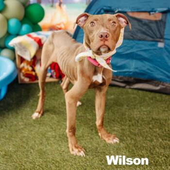 Wilson -  Mixed Breed Dog for Adoption in Philadelphia, Pennsylvania - Wilson | PetCurious