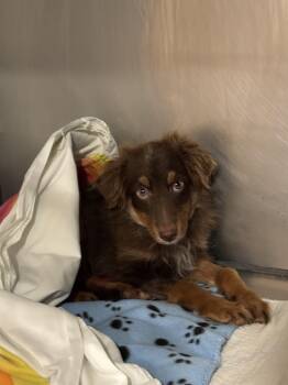 Phoenix -  Australian Shepherd Dog for Adoption in Rock Hill, New York - Phoenix | PetCurious