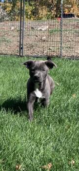 Tinker -  Pit Bull Terrier Dog for Adoption in Selah, Washington - Tinker | PetCurious