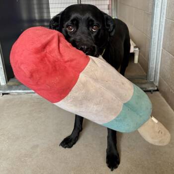 Black Labrador Retriever and Mixed Breed Dogs Available for Adoption in Glenwood Springs, Colorado - Isabella | PetCurious