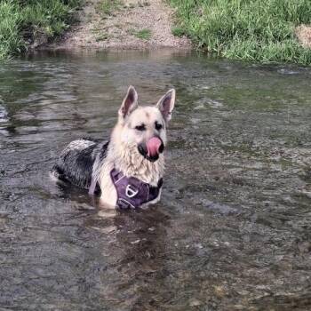 Valentina -  German Shepherd Dog Dog for Adoption in Rochester, Minnesota - Valentina | PetCurious