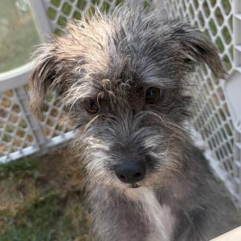 Chive -  Terrier and Mixed Breed Dog for Adoption in Houston, Texas - Chive | PetCurious