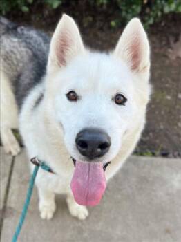 Husky and German Shepherd Dog Dogs Available for Adoption - *ANDES | PetCurious