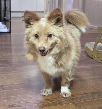 Cheddar -  Pomeranian Dog for Adoption in Danvers, Massachusetts - Cheddar | PetCurious