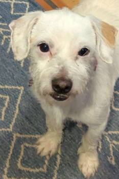Sham -  Jack Russell Terrier Dog for Adoption in Clatskanie, Oregon - Sham | PetCurious