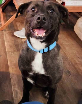 Rescue Shepherd and Labrador Retriever Dogs for Adoption in Minneapolis, Minnesota - Billy D6033 | PetCurious