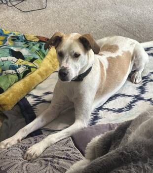 Poppy -  Pointer Dog for Adoption in Candler, North Carolina - Poppy | PetCurious