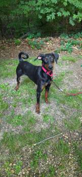 Piper -  Doberman Pinscher Dog for Adoption in Sparta, Illinois - Piper | PetCurious