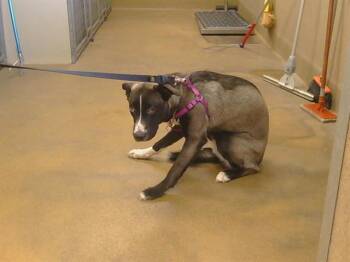 MACARONI -  Siberian Husky and Mixed Breed Dog for Adoption in Sacramento, California - MACARONI | PetCurious