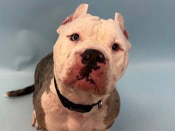 Betty White -  Fox Terrier and Mixed Breed Dog for Adoption in Woodbury, Minnesota - Betty White | PetCurious