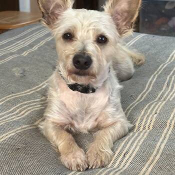 Schnauzer and Scottish Terrier Dogs Available for Adoption - Carson | PetCurious