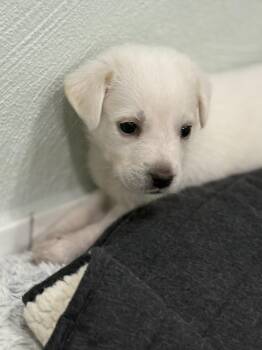 Rescue Great Pyrenees Dogs for Adoption in Copiague, New York - Venice | PetCurious