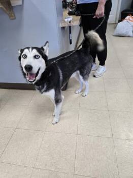 Husky Dogs Available for Adoption - RIVER | PetCurious