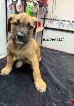 Rescue Pit Bull Terrier Dogs for Adoption in Los Angeles, California - Amber | PetCurious