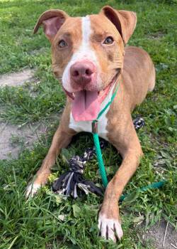 Leafy -  Pit Bull Terrier Dog for Adoption in Chicago, Illinois - Leafy | PetCurious