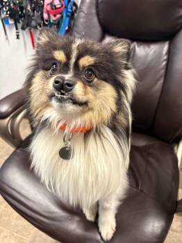 Horace -  Pomeranian Dog for Adoption in Carson City, Nevada - Horace | PetCurious