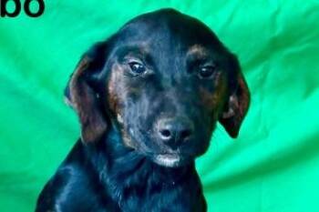 Ringo -  Feist and Mixed Breed Dog for Adoption in Westland, Michigan - Ringo | PetCurious