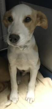Rescue Labrador Retriever and Mixed Breed Dogs for Adoption in Conroe, Texas - A420161 | PetCurious