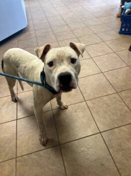 Rescue Pit Bull Terrier Dogs for Adoption in Marion, Ohio - Unknown Firstenberger | PetCurious