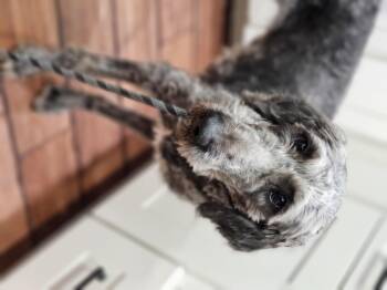 Rescue Aussiedoodle Dogs for Adoption in Shiloh, Illinois - Cola | PetCurious