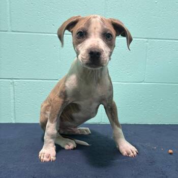 Pit Bull Terrier Dogs Available for Adoption in Cabot, Arkansas - Virgil Lee | PetCurious