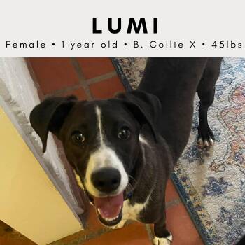 Lumi -  Border Collie Dog for Adoption in Tucson, Arizona - Lumi | PetCurious