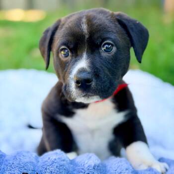 Mixed Breed Dogs Available for Adoption in Huntsville, Alabama - Bob | PetCurious