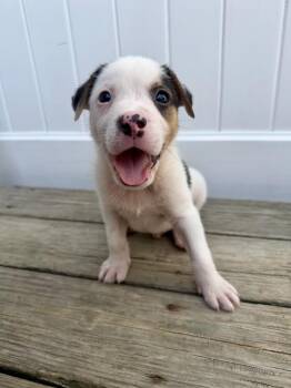 Opie -  Labrador Retriever and Pit Bull Terrier Dog for Adoption in Greenlawn, New York - Opie | PetCurious