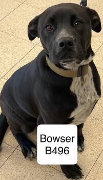 Rescue Labrador Retriever Dogs for Adoption in Morganton, North Carolina - Bowser | PetCurious