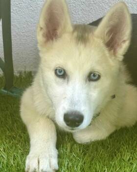 Anna -  Siberian Husky Dog for Adoption in Novato, California - Anna | PetCurious