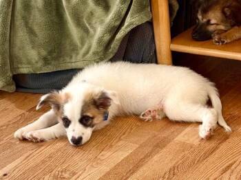 Catherine -  Mixed Breed Dog for Adoption in Fort Collins, Colorado - Catherine | PetCurious