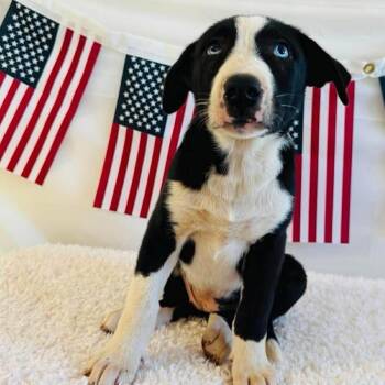 Oreo -  Husky and Mixed Breed Dog for Adoption in South Elgin, Illinois - Oreo | PetCurious