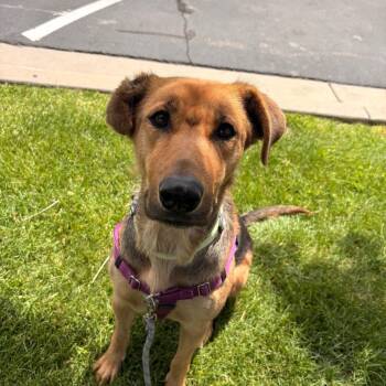 Romy -  Mixed Breed Dog for Adoption in Murray, Utah - Romy | PetCurious