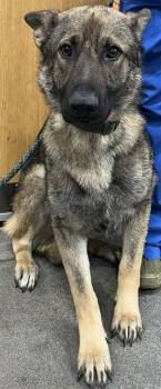 German Shepherd Dog Dogs Available for Adoption - BUCHANAN | PetCurious