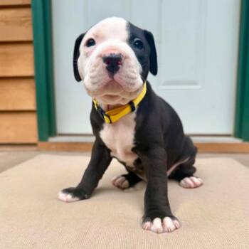 Keister D12223 -  American Bulldog and English Bulldog Dog for Adoption - Keister D12223 | PetCurious