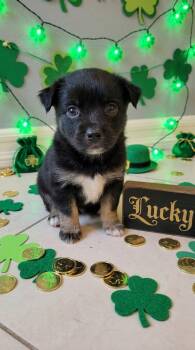 Terrier and Yorkshire Terrier Dogs Available for Adoption - Lucky | PetCurious