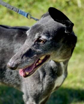 Hopper (was Hope) -  Greyhound Dog for Adoption in Hopkinton, Massachusetts - Hopper (was Hope) | PetCurious