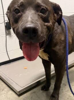Bruce -  Mixed Breed Dog for Adoption in Henderson, North Carolina - Bruce | PetCurious