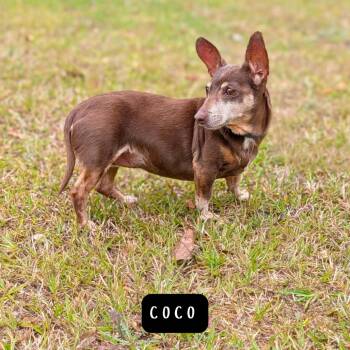 Coco 04-2822 -  Dachshund and Chihuahua Dog for Adoption in Covington, Georgia - Coco 04-2822 | PetCurious