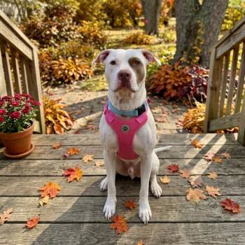 Bullseye -  Pit Bull Terrier and American Bulldog Dog for Adoption in East St. Louis, Illinois - Bullseye | PetCurious