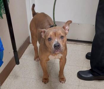 Miss Piggy -  Pit Bull Terrier Dog Available for Adoption in Mocksville, North Carolina - Miss Piggy | PetCurious